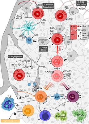 The Interplay Between Innate Lymphoid Cells and the Tumor Microenvironment